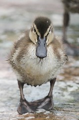 Image showing Duckling