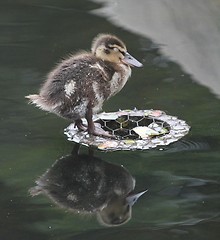 Image showing Sleeping duckling