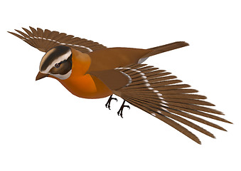 Image showing Songbird Grosbeak