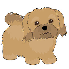 Image showing Havanese