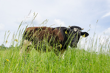 Image showing bull graze in pasture high grass and gadfly insect 