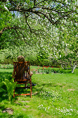 Image showing gardener resting in chair on flowering tree shade 