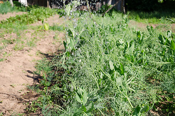 Image showing large water drops falling on young peas in garden  