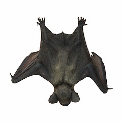 Image showing Black Bat sleeping
