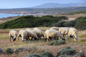 Image showing Sheep in Cyprus