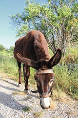 Image showing Donkey in Crete