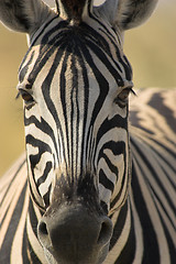 Image showing Portrait of a zebra