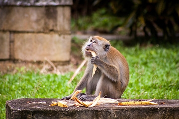 Image showing Adult macaque monkey sitting eating fruit