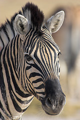 Image showing Portrait of a zebra