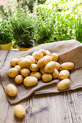 Image showing Farm fresh  potatoes on a hessian sack