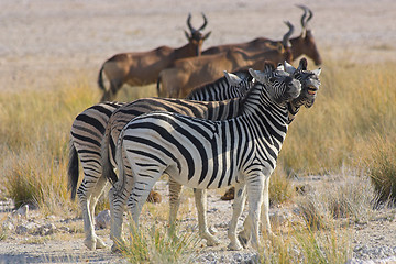 Image showing Two zebras 