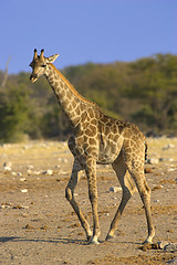 Image showing Portrait of a giraffe