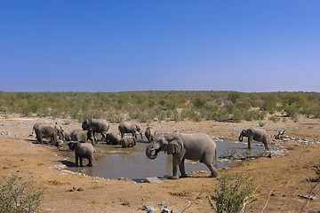 Image showing Group of elephants