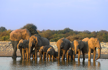 Image showing Group of elephants