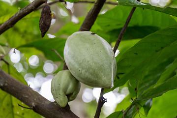 Image showing fresh ripe fruit plant on tree exotic tropical