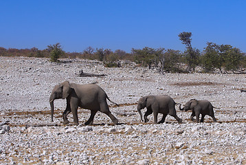 Image showing Group of elephants