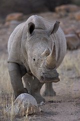 Image showing Portrait of a white rhinoceros
