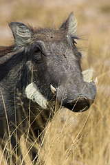 Image showing Portrait of a warthog