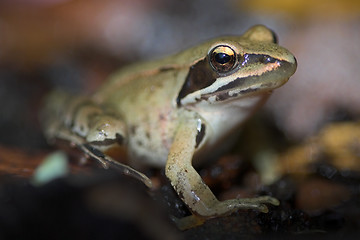 Image showing Frog