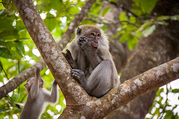 Image showing Adult macaque monkey sitting eating fruit