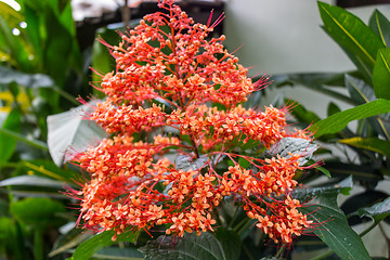 Image showing beautiful exotic tropical fower plant outside in summer 