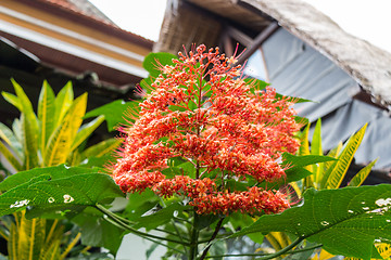 Image showing beautiful exotic tropical fower plant outside in summer 