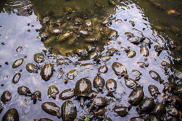 Image showing Large group of terrapins in a shallow pond