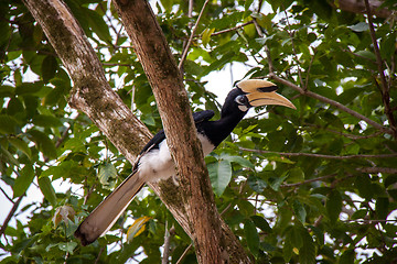 Image showing Hornbill perched in a tree