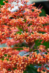 Image showing beautiful exotic tropical fower plant outside in summer 