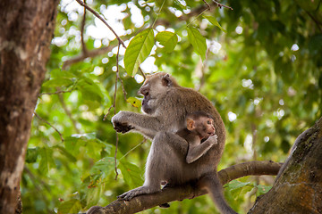 Image showing Adult macaque monkey sitting eating fruit