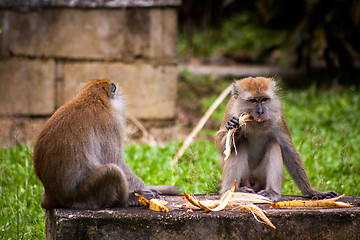 Image showing Adult macaque monkey sitting eating fruit