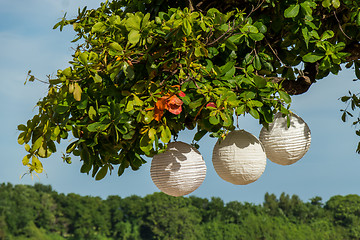 Image showing Three paper lanterns hanging form a tree