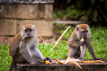 Image showing Adult macaque monkey sitting eating fruit