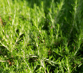 Image showing Fresh Rosemary