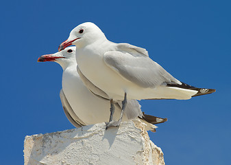 Image showing Two Seagulls