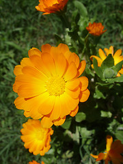 Image showing Marigold - Health from nature