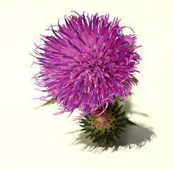 Image showing Thistle - Health from nature