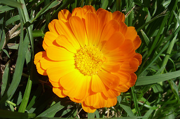 Image showing Marigold - Health from nature