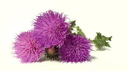 Image showing Thistle - Health from nature