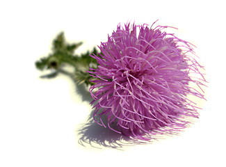 Image showing Thistle - Health from nature