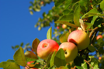 Image showing Red apples on blue sky