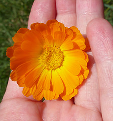 Image showing Marigold - Health from nature