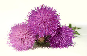Image showing Thistle - Health from nature