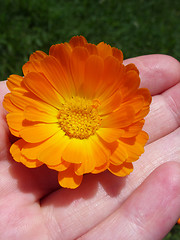 Image showing Marigold - Health from nature