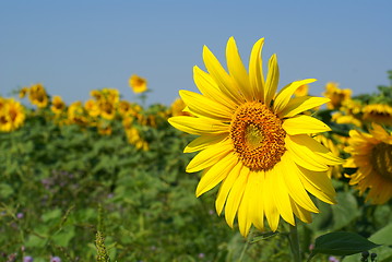 Image showing sunflowers