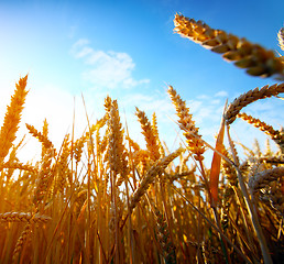 Image showing 	golden wheat field and sunset