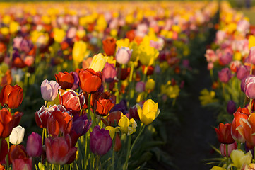 Image showing Planting RowColorful Flowers Tulip Producing Farm Agriculture