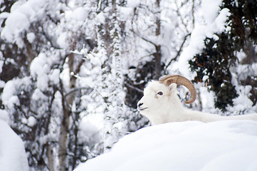 Image showing Alaska Native Animal Wildlife Dall Sheep Resting Laying Fresh Sn