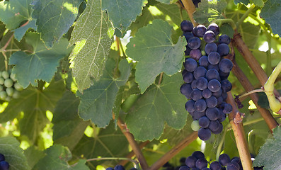 Image showing Grapes Clustered Together in Farm Field Horizontal Composition