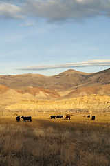 Image showing Cattle Grazing Ranch Livestock Farm Animals Western Mountain Lan